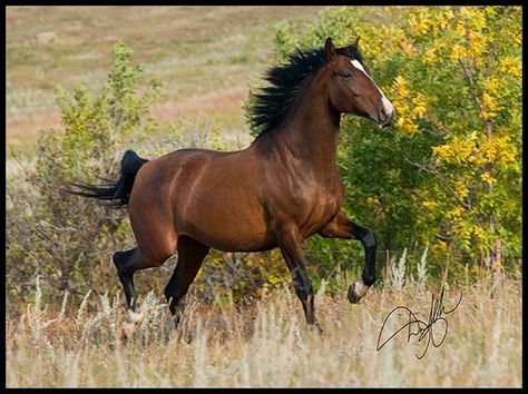 American Azteca Horse International Association Azteca Horse, Aztec Horse, Horse For Sale, Horse Running, Gorgeous Horses, Pony Breeds, American Paint, Andalusian Horse, American Quarter Horse