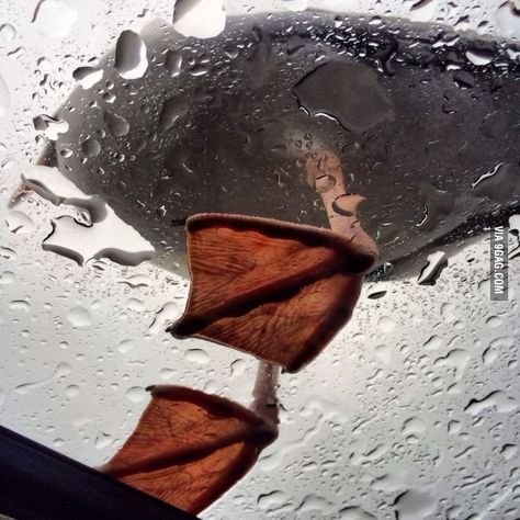 Duck on top of my sunroof. Took a cool pic. Duck Feet, Two Worlds, Dump A Day, Stay In Bed, Picture Day, Funny Animal Memes, In The Rain, Animal Memes, Bird Feathers