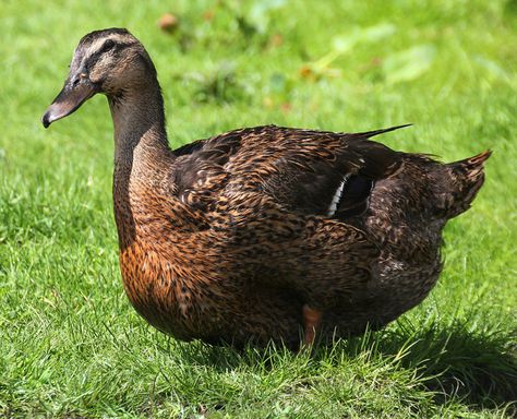 Rouen Ducks | Female Rouen Duck Rouen Ducks, Rouen Duck, Duck Breeds, Live Chicken, Raising Ducks, Duck Pictures, Raising Rabbits, Pet Ducks, Duck House