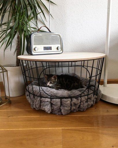 Cool Cat Beds, Katt Diy, Katt Grejer, Cat House Diy, Wallpaper Macbook, Cat Things, Cat Ideas, Cat Room, Cat Diy