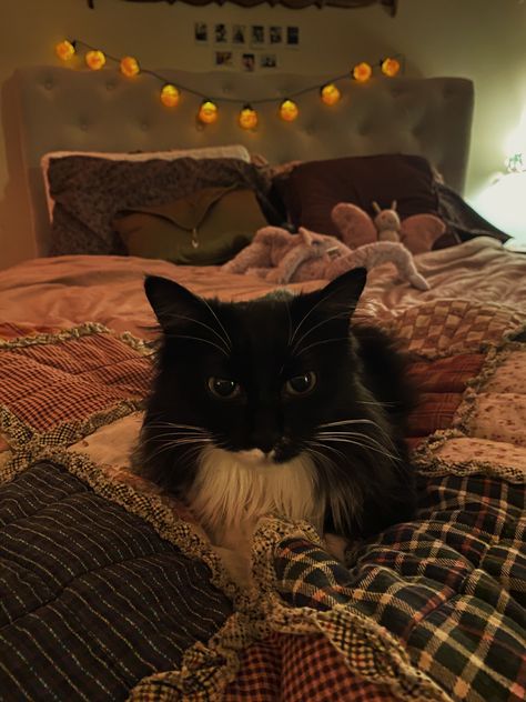 Cozy Cat Aesthetic, Cozy Core Aesthetic, Pet Cat Aesthetic, Cozy Pfp, Cute Aesthetic Animals, Cozycore Aesthetic, Room Cozy Aesthetic, Autumn Room Aesthetic, Autumn Bed