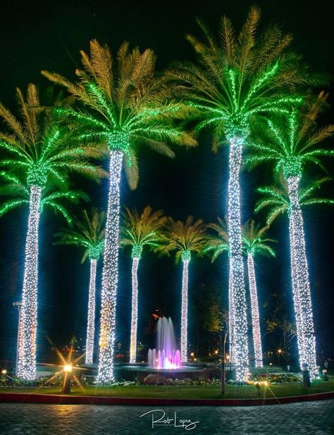 Park Lighting, Event Entrance, Paradise Wallpaper, Hawaii Christmas, Holiday Lights Display, Outdoor Trees, Christmas Light Displays, Led Tree, House Furniture Design