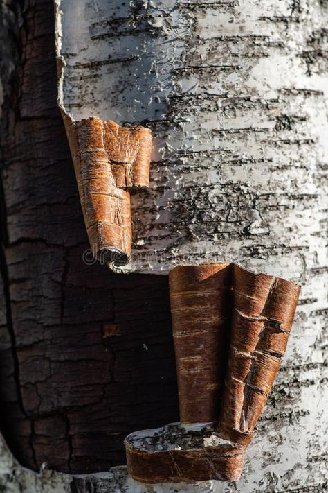 Hokkaido, Nature, Tree Trunk Photography, Wood Bark Art, Tree Bark Aesthetic, Tree Bark Photography, Bark Drawing, Birch Tree Photography, Birch Tree Bark