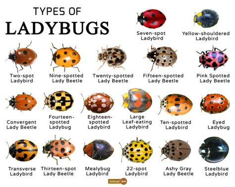 Ladybugs Facts, Types, Lifespan, Classification, Habitat, Pictures Yellow Ladybug, Lady Beetle, Cool Bugs, Beautiful Bugs, Creepy Crawlies, Arthropods, Beneficial Insects, Arachnids, Bugs And Insects