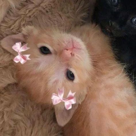 Pink Cat Matching Pfp, Cute Kitty Matching Pfp, Matching Pfp Cats Cute, Cats Matching Pfp Silly, Contact Pfps For Mom, Matching Animals Pfp, Cute Matching Icons Cats, Non Obvious Matching Pfp, Cute Matching Cat Pfps