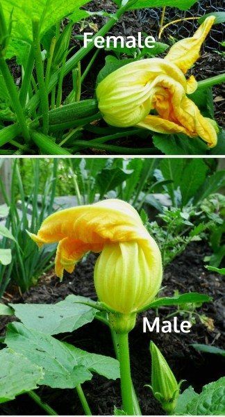 How To Tell The Difference Between Male And Female Squash Blossoms Squash Flowers, Growing Squash, Veggie Box, Zucchini Plants, Squash Plant, Zucchini Flowers, Squash Blossoms, Types Of Herbs, Cucumber Plant