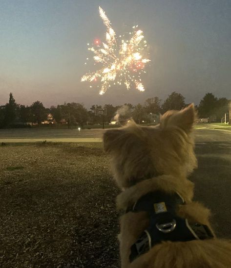 Here's How to Keep Your Dog Calm During July 4th Fireworks Check more at https://www.techonnews.net/heres-how-to-keep-your-dog-calm-during-july-4th-fireworks/ Dog Scared Of Fireworks, Cat Fireworks, Dogs And Fireworks, Belgian Sheepdog, Diwali Pictures, Dog Filter, Medication For Dogs, July Fourth, Calm Dogs