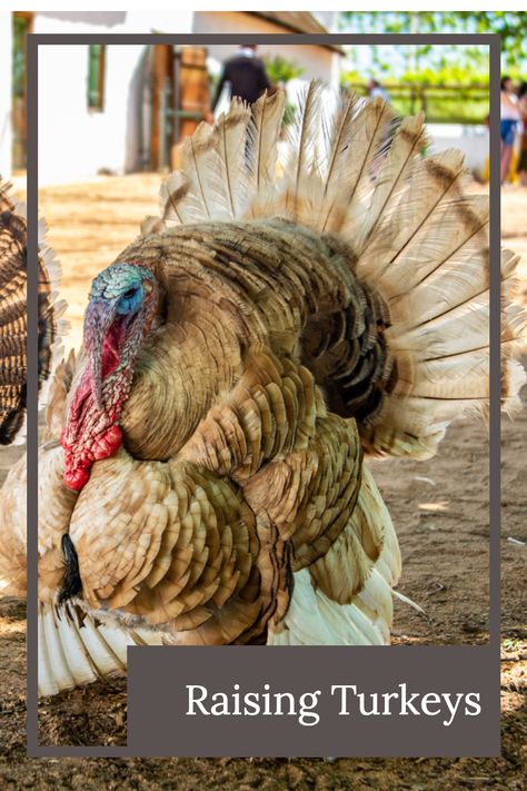 Are turkeys hard to raise?  Should you raise turkeys?  Learn about raising and caring for turkeys, butchering, processing and cooking turkeys. Raising Heritage Turkeys, Raising Turkeys For Meat, Turkey Raising, Yard Planning, Turkey Breeds, Bronze Turkey, Chocolate Turkey, Raising Turkeys, Tom Turkey