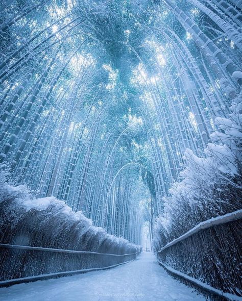 Frozen bamboo path in Kyoto Bamboo Forest Japan, Photo Illusion, Temple India, Salt Ponds, Bamboo Forest, Things Under A Microscope, Kyoto Japan, Beautiful Creatures, Kyoto