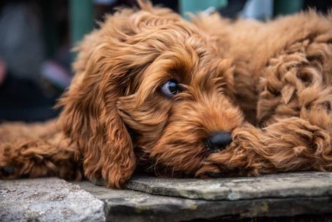 Beautiful Red Cockapoo Red Cockapoo, Cockapoo Breeders, Cocker Spaniel Poodle, Poodle Mix Breeds, Poodle Mix Puppies, Friendly Dog Breeds, Cockapoo Puppies For Sale, Hypoallergenic Dog Breed, Puppy Mix