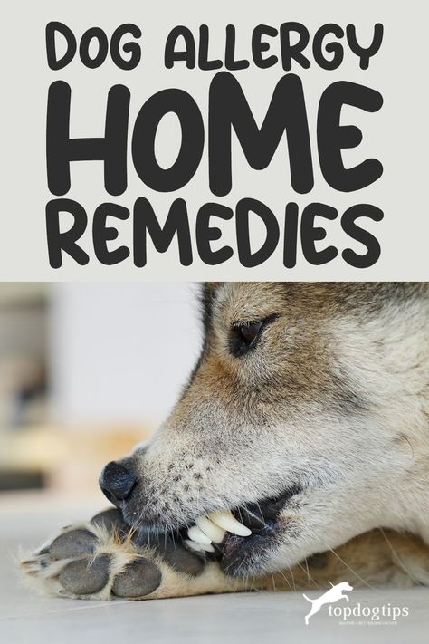 Dog Allergy Home Remedies Allergy Home Remedies, Allergy Relief Remedies, Pet Allergy Relief, Dog Allergies Remedies, Dog Itching Remedies, Dog Allergy, Dog Skin Allergies, Dogs At Home, Home Remedies For Allergies