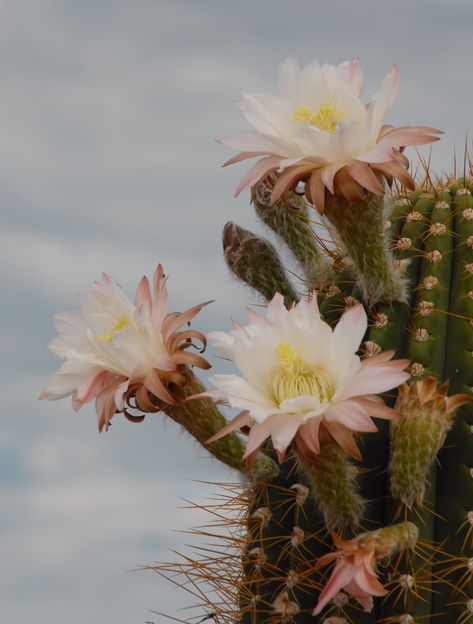 Mexican Desert, Mojave Ghost, Cactus Blossom, Cactus Blossoms, Barrel Cactus, Desert Cactus, Desert Plants, Flower Child, Photo Reference