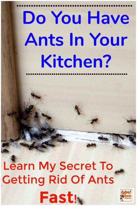 Do you have ants in the kitchen or other parts of your house? Want to know the secret to getting rid of ants fast? Learn how to get rid of ants naturally in this post. #pestcontrol #ants #bugspray #insectrepellent From HybridRastaMama.com Ants In Kitchen, Kitchen Ants, Ant Remedies, Home Remedies For Ants, Ant Killer Recipe, Homemade Ant Killer, Sugar Ants, Ant Spray, Scandinavian Eclectic