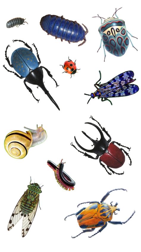 me and you as bugs Bugs And Insects, Insects, Wallpapers, Character Design, Bug Painting, Bug Stickers, Bug Illustration, Art Inspo, Bugs