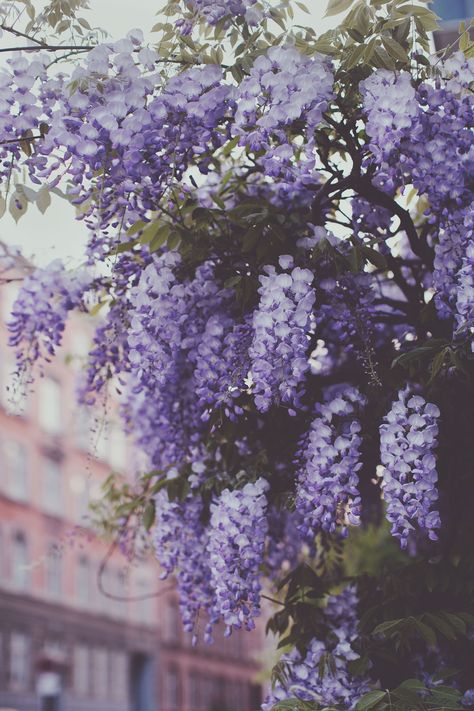 Wisteria on the streets of Copenhagen. Ulrika Ekblom Photography. Print. Flowers, Purple, Photography, Purple Flowers, Brick Building, Building, Blue