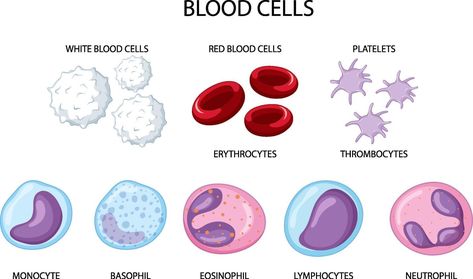 Type of human blood cells on white background White Blood Cells Drawing, Types Of Blood Cells, Cell Diagram, Blood Components, Cells Project, Med Vet, Types Of Humans, Lab Week, Basic Anatomy And Physiology