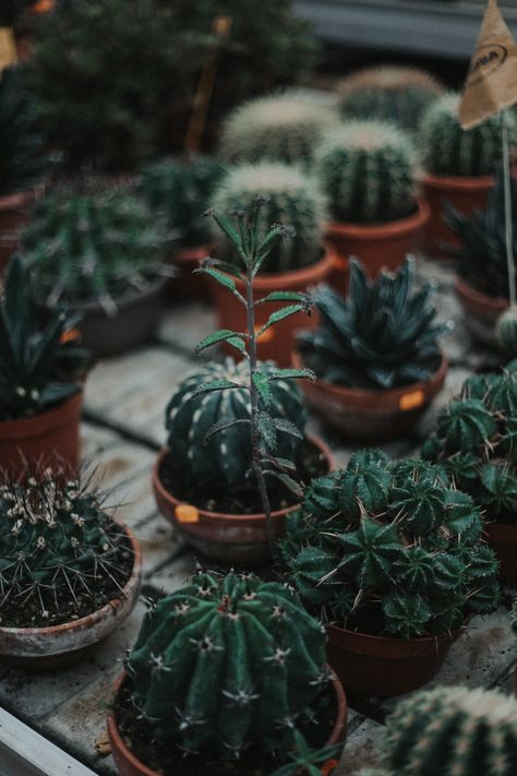 Journal Images, Photo Garden, Photography Wallpapers, Iphone Arkaplanları, Photography Journey, Garden Decor Ideas, Succulent Gardening, Green Cactus, Plant Photography