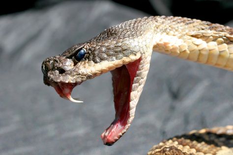 You can get seemingly anything delivered right to your door these days. Usually receiving a package in the mail is an exciting experience for people, but for one California man, it almost ended his life. Elijah Bowles, a 60-year-old truck driver living in the Mojave Desert, recently went to ... Mojave Rattlesnake, Interesting Creatures, Mojave Desert, Truck Driver, Old Trucks, Snakes, A Man, California, Old Lorries