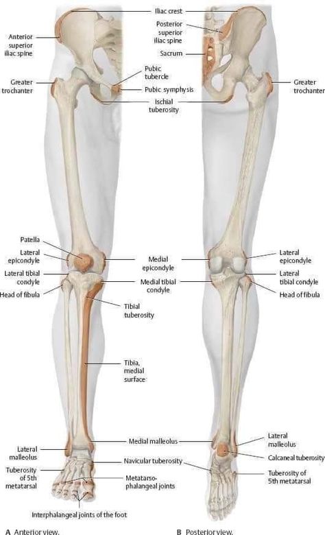 Muscular System Anatomy, Hip Anatomy, Anatomy Flashcards, Leg Anatomy, Anatomy Bones, Human Body Organs, Gross Anatomy, Skeleton Anatomy, Medical School Life