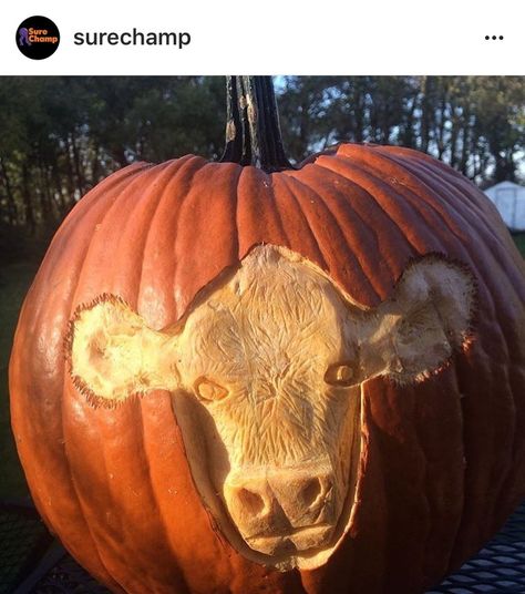 Cow pumpkin carving Cow Pumpkin Carving, Cow Pumpkin Painting, Pumpkin Cow, Cow Pumpkin, Animals Activities, Cool Animals, Cute Pumpkin Carving, Strange Animals, Creative Pumpkin Carving