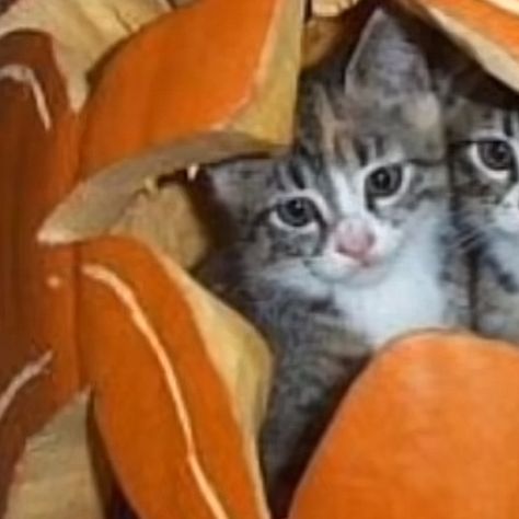 cats in a pumpkin!! :D Halloween Matches Pfp, Matching Profile Pictures Emo, Matching Halloween Pfps Cats, Spooky Matching Wallpapers, Cute Fall Matching Pfps, Halloween Couple Profile Pictures, Matching Cat Halloween Pfp, Match Halloween Pfp, Matching Couple Pfp Halloween