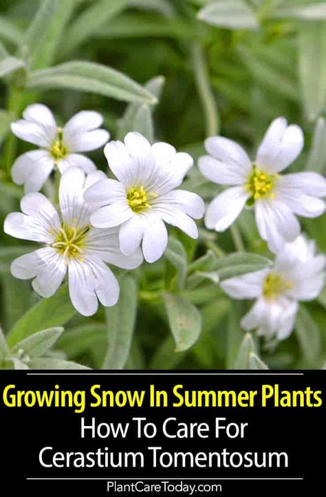 Cerastium Tomentosum Snow in Summer, looks stunning even when not in bloom, abundance of beautiful white flowers resembles a blanket of snow, leaves covered with entangled, frizzy, slivery, and silky hair. [DETAILS] Snow In Summer Plant, Snow In Summer Flower, Snow In Summer Ground Cover, Cerastium Tomentosum, Groundcover Plants, Snow Plant, Landscaping Shrubs, Beautiful White Flowers, Hair Details