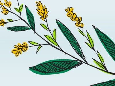 Goldenrod Drawing, Goldenrod Illustration, Goldenrod Flower Tattoo, Blue Ink Tattoos, Goldenrod Flower, Small Tats, Farm Stand, Beauty Body, So Creative