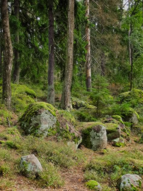 Mossy Rocks, Bg Design, Forest Path, Forest Park, Walk In The Woods, Forest Landscape, Photo Reference, Helsinki, In The Woods