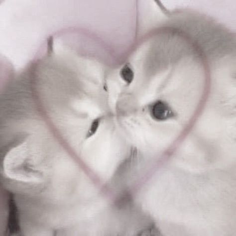 A Heart, Kittens, Kitty, Frame, Pink