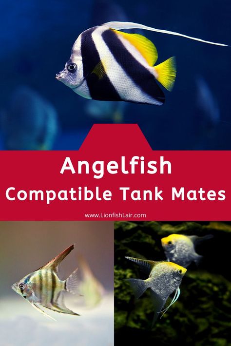 Angelfish tank mate guide, finding the right tank mates for your fish is certainly no walk in the park, and it is the same story for Angelfish! Angelfish Tank, Angel Fish Tank, Saltwater Fish Tanks, Aquaponics Fish, Community Tanks, Fish Care, Beautiful Sea Creatures, Cool Tanks, Saltwater Aquarium