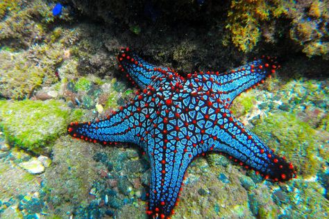 Feather Starfish, Types Of Starfish, Starfish Species, Coral Reef Photography, Science Communication, Starfish Tattoo, Ocean Wonders, Starfish Art, Animals Photography