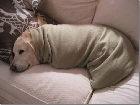 29 Puppers And Floofers To Brighten Your Day Funny Dog Pictures, Burrito Blanket, Pictures Of Polar Bears, Dog Wrap, Cute Animal Pictures, Bored Panda, Dog Pictures, Cat Memes, Polar Bear