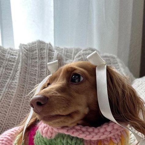 HASHBROWN | MINI DACHSHUND 🎀 on Instagram: "Strawberry matcha sznnnn 🍓🍵  #strawberrymatcha #spring #springtime #springfashion #coquette #minidachshund #matchamonday" Strawberry Matcha, Animal Photoshoot, Fashion Style Outfits, Dog Mommy, Weenie Dogs, Mini Dachshund, Dachshund Puppies, Spring Holidays, Bags Luxury