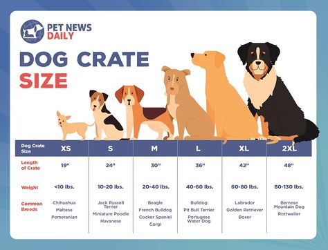 Dog Crate Size Chart: By Breed Size, Weight - Pet News Daily Mountain Dog Breeds, New Puppy Checklist, Wire Dog, Large Dog Crate, Dog Needs, Dog Weight, Wire Dog Crates, Dog Training Advice, Pet Crate