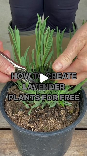 Anya Lautenbach on Instagram: "Follow @anya_thegarden_fairy  HOW TO PROPAGATE LAVENDER- PLANTS FOR FREE  *Detailed instructions and a list of plants that can be propagated this way are included in my book on page 122- 125   If you would like to learn more, please subscribe to my IG channel. Visit my profile and click on ‘SUBSCRIBE’.   WHEN TO DO IT 🧚🏻 Spring and Summer   Lavender cuttings are very easy to propagate in Spring and will root within 3-4 weeks. I usually grow them for few extra weeks before transplanting to their individual pots. PS.  I grew all our lavender from cuttings and it didn’t take that long for the hedges to mature and look great.  Propagation has been my passion for over 30 years and I created hundreds of lavender plants. I know that many of you have already succes How To Plant Lavender From Cuttings, Potted Lavender Outdoor Planters, Where To Plant Lavender Outdoors, Lavender Planter Ideas, Propagating Lavender From Cuttings, When To Plant Lavender Outside, How To Grow Lavender, Landscaping With Lavender, Lavender Propagation