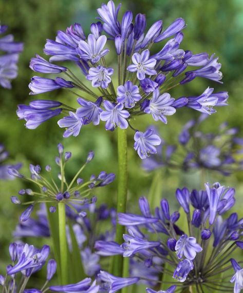 Deep Blue Flowers, Agapanthus Africanus, Average Height, Drought Resistant, Pot Plant, Delphinium, Late Summer, Light Shades, Deep Blue