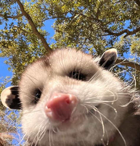 Opossum Profile Picture, Cute Opossums, Opposum Aesthetic, Possum Profile Picture, Goofy Possum, Possums Cute, Cute Opposum, Possum Pfp, Opposum Funny