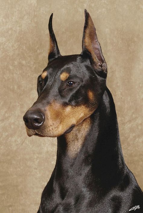 Animal Face Reference, Dog Head Reference, Dog Refrences Photos, Doberman Side Profile, Doberman Dogs Aesthetic, Doberman Reference, Doberman Pinscher Drawing, Dog Reference Photo, Dog Side Profile