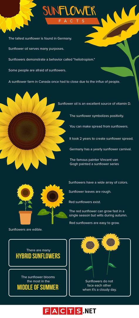 Facts About Sunflowers, Flowers Facts, Sunflower Party Themes, Sunflower Facts, Flower Facts, Sunflower Life Cycle, Perennial Sunflower, Types Of Sunflowers, Harvest Festivals