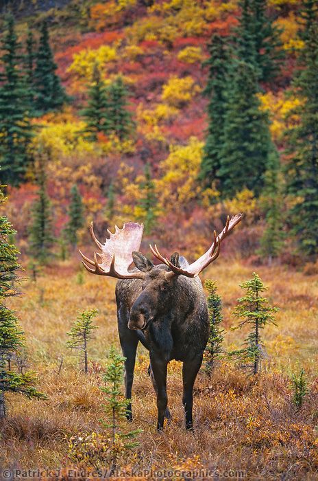 Moose Pics, Moose Animal, Moose Painting, Alaska Moose, Moose Pictures, Moose Hunting, Moose Deer, Deer Species, Alaska Wildlife