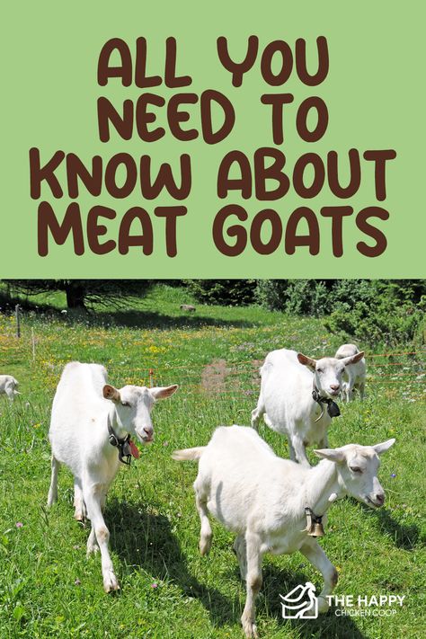 Meat Goats, Nigerian Goats, Keeping Goats, Goat Health, Goat Shelter, Small Goat, Show Goats, Pet Goat, Feeding Goats