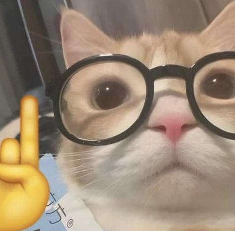 Meme Chat, Funny Looking Cats, Cat Profile, Silly Cats Pictures, Cute Cats Photos, Cat Icon, Wearing Glasses, Silly Animals, Cat Aesthetic