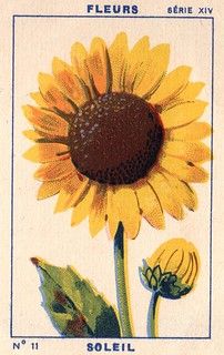 Fleurs Aesthetic Vintage, Yellow Aesthetic Poster, Botanical Art Vintage, Sunflower Poster, Yellow Stickers, Yellow Poster, Collage Des Photos, Arte 8 Bits, Art Mignon