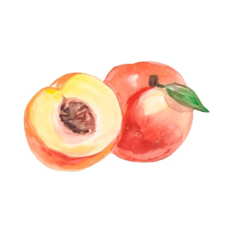 Nectarine Illustration, Peach Illustration Graphics, How To Draw A Peach, Nectarine Drawing, Peach Fruit Drawing, Peach Drawing Cute, Peaches Drawing, Peaches Graphic, Peaches Watercolor