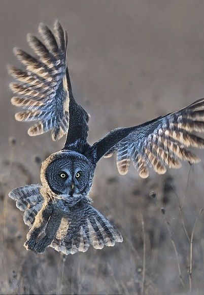 Baby Barn Owl, Great Gray Owl, Dragon Tattoo Ideas, Owl Wisdom, Animal Photography Wildlife, Owl Photography, Grey Owl, Dragon Tattoos, Screech Owl