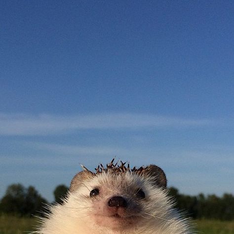 Cute Hedgehog, Pretty Animals, Silly Animals, Fluffy Animals, Cute Animal Photos, Hedgehogs, Cute Creatures, Sweet Animals, An Animal