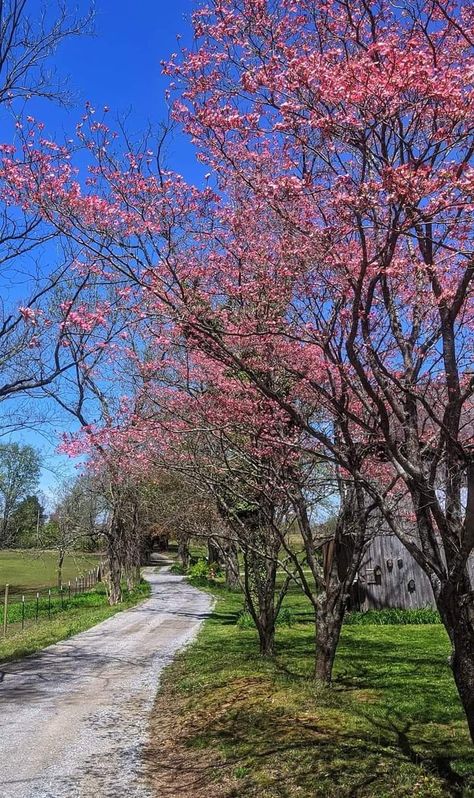 Dirt Road Anthem, Golden Tree, Countryside House, Back Road, Dirt Road, Natural Phenomena, Meaning Of Life, Flowering Trees, Beautiful Gardens