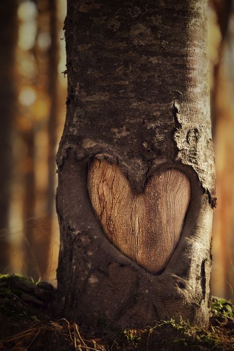 . Heart In Nature, I Love Heart, Beating Heart, John Muir, Nature Quotes, Heart Soul, Hearts Desire, Beautiful Heart, Heart Art