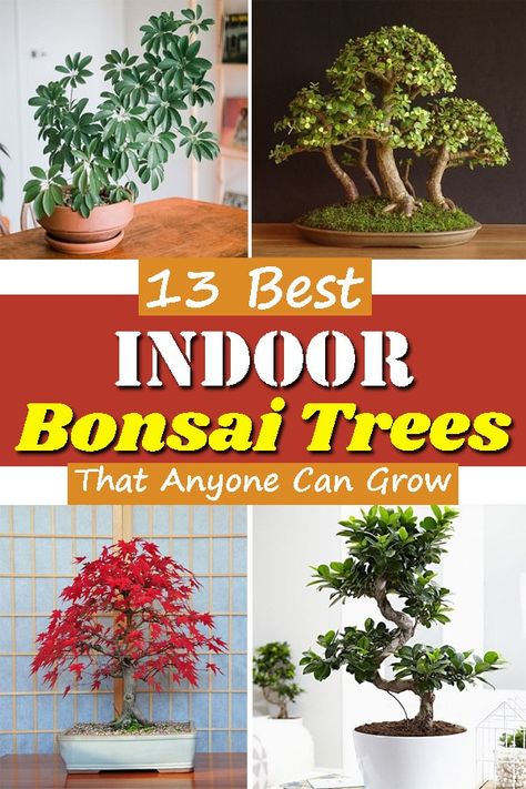 Indoor Bonsai Tree For Beginners, Bonsai Plants Indoor Decor, Bonzai Tree Aesthetic, Bonsai Tips, Beginner Bonsai, Money Tree Bonsai, Bonsai Terrarium, Bonsai Indoor, Garden Bonsai Tree