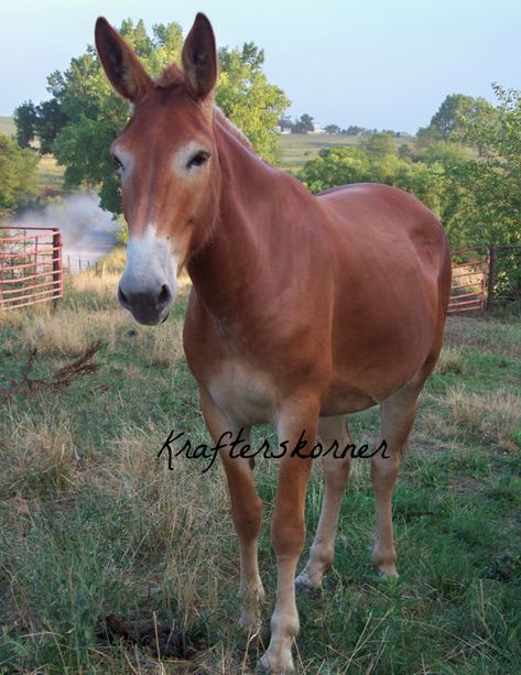 Draft Horses, Mammoth Jackstock, Draft Mule, Mules Animal, Most Beautiful Horses, Baby Animal Prints, Pet Chickens, Face Photo, Pretty Horses